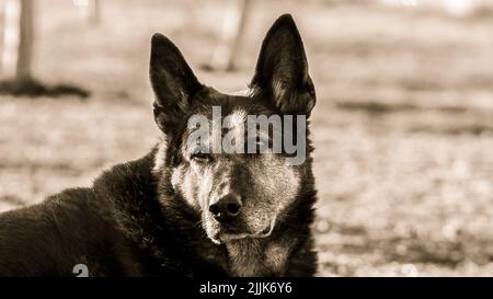 A close up of an old black german shepherd in a park Stock Photo