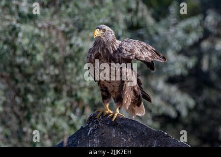 White-tailed Eagle. Romania Stock Photo