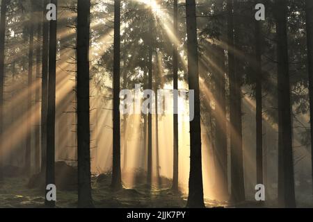 A scenic view of the sun shining brightly through thin tall tree forest before sunset Stock Photo
