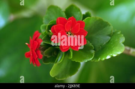 Kalanchoe Blossfeld is a perennial herbaceous succulent flowering plant of the Crassulaceae family. Stock Photo