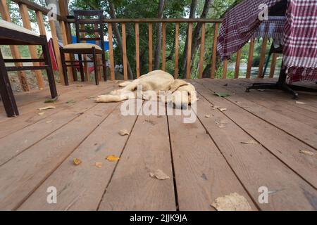 Tired stray dog sleeping on a wood platform, image from ground level. Stock Photo