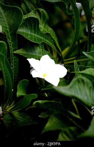 Beautiful white plumeria flowers on a tree. Selective focus. nature ...