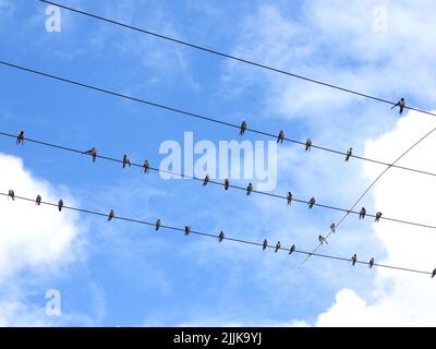 Some small birds sitting on wires in the background of cloudy sky. Stock Photo