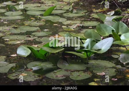 Nuphar Lutea - Yellow water lily pads in the pond. Also known as Yellow Lotus, American Lotus, Nelumbo Lutea. Kiyikoy flood plain, Kirklareli, Turkey. Stock Photo