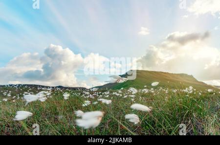 a cotton grass flower in sunlight  in Peak District Stock Photo