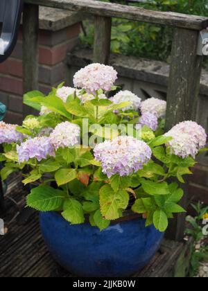 An attractive pastel pink hydrangea flowering in a blue ceramic pot on some decking Stock Photo