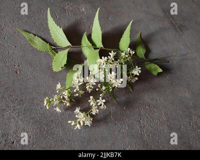 A view of neem tree branch with white flowers and green leaves on a concrete surface Stock Photo