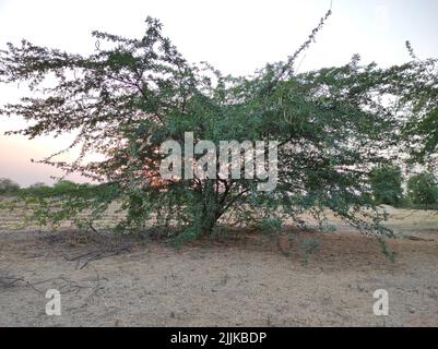 A Beautiful Shot Of Jungli Kikar Fruits And Leave Flower Tree Photos Stock Photo