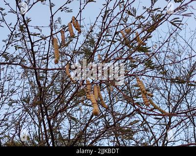 A Beautiful Shot Of Jungli Kikar Fruits And Leave Flower Tree Photos Stock Photo