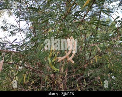 A Beautiful Shot Of Jungli Kikar Fruits And Leave Flower Tree Photos Stock Photo