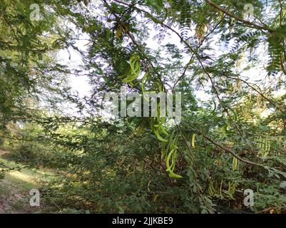 A Beautiful Shot Of Jungli Kikar Fruits And Leave Flower Tree Photos Stock Photo