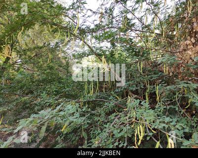 A Beautiful Shot Of Jungli Kikar Fruits And Leave Flower Tree Photos Stock Photo