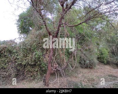 A Beautiful Shot Of Jungli Kikar Fruits And Leave Flower Tree Photos Stock Photo