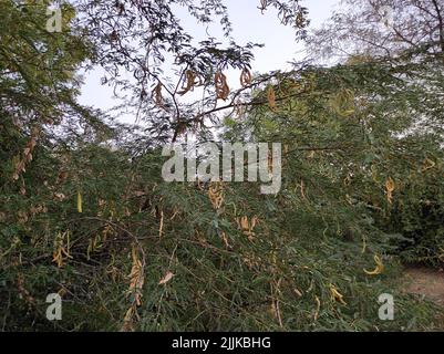 A Beautiful Shot Of Jungli Kikar Fruits And Leave Flower Tree Photos Stock Photo