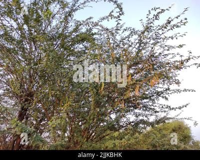 A Beautiful Shot Of Jungli Kikar Fruits And Leave Flower Tree Photos Stock Photo