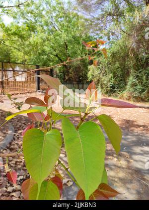 A Beautiful Short Of Ficus Religiosa Tree Fruits And Leave Stock Photo