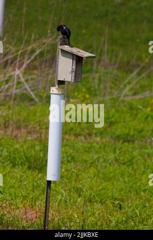 A vertical shot of a red-winged blackbird standing on a birdhouse with grass in the background Stock Photo