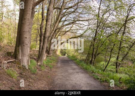A forest road overgrown with trees, somewhere in Netherlands. The perfect place for a morning jog Stock Photo