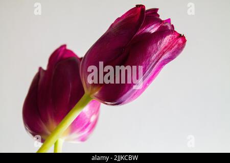 A closeup of a beautiful purple tulips isolated on a white background Stock Photo