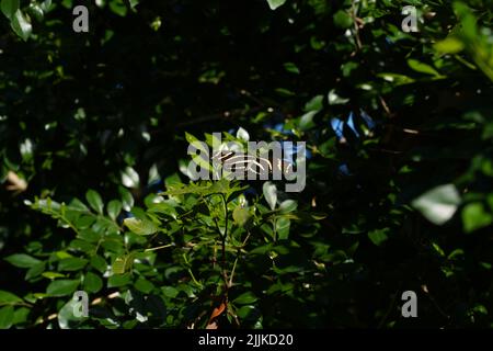 A zebra longwing on a leafy shrub Stock Photo