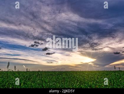 A cloudy sunset sky over a green meadow Stock Photo
