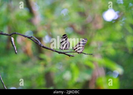 Two zebra longwing butterflies on a green branch Stock Photo