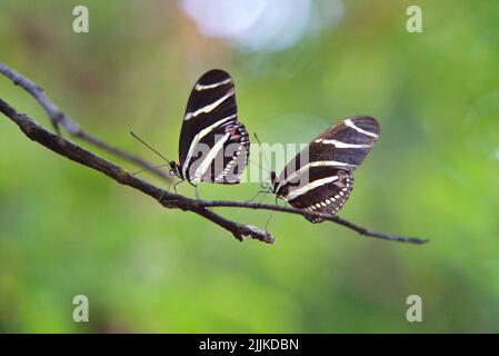 Two zebra longwing butterflies on a green branch Stock Photo