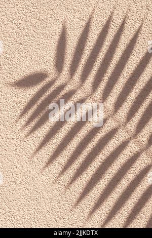 Tropical palm branch with shadow on a beige grunge cement wall, brown cream natural texture. Abstract background. Summer wallpaper, minimal concept. T Stock Photo