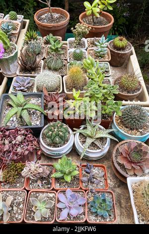 Cactuses and other green plants  in small pots in garden shop. Cactuses sold in store. Plants for house. Stock Photo