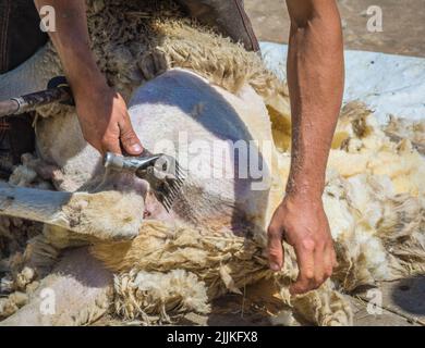 Men use clippers to shear sheep fleeces at a sheep shearing. sheep shearing in spring Stock Photo