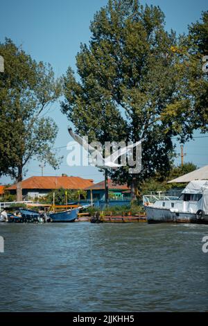 A  vertical shot of a white seagull flying over a body of water with boats and trees in the background Stock Photo