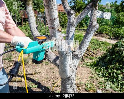 electric saw cuts trunk of tree in home garden on sunny summer day Stock Photo