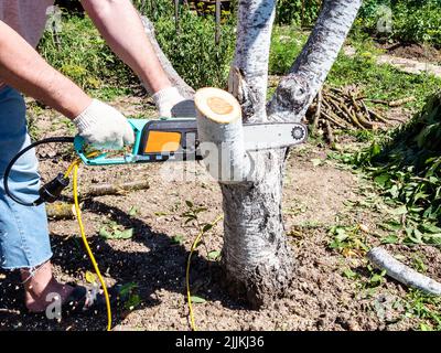 sawing branch of tree in home garden with electric saw on sunny summer day Stock Photo