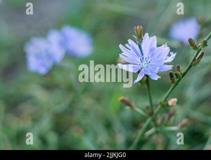 blue delicate chicory flowers in grass background Stock Photo