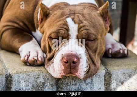 Red color American Bully dog is lying on the doorstep Stock Photo