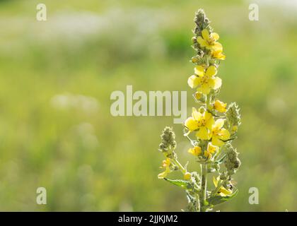 Verbascum densiflorum the well-known dense-flowered mullein Stock Photo