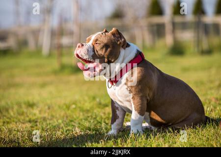 Chocolate color American Bully dog yawns green grass Stock Photo