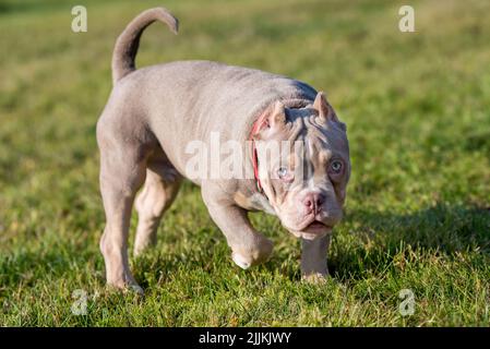 A pocket Lilac color male American Bully puppy dog is walking Stock Photo -  Alamy