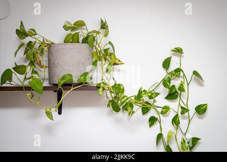 A closeup of Epipremnum aureum in the pot, devil's vine or devil's ivy. Stock Photo