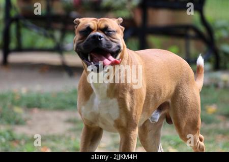 The cute close-up shot of a german boxer Stock Photo