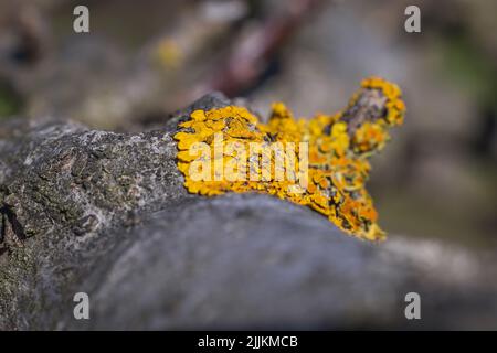 Close up on a orange lichen on a branch of fruit tree in Poland Stock Photo