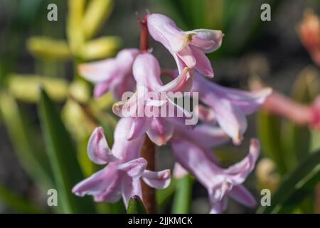 Close up on a Hyacinth flowers Stock Photo