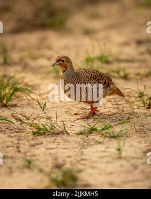 grey francolin or grey partridge or Francolinus pondicerianus closeup or portrait in forest or national park of india asia Stock Photo