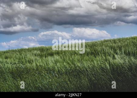 A view of dark stormy clouds over green field Stock Photo