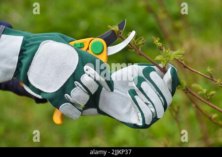 Spring pruning the bush. Hands of gardener in gloves with secateur Stock Photo