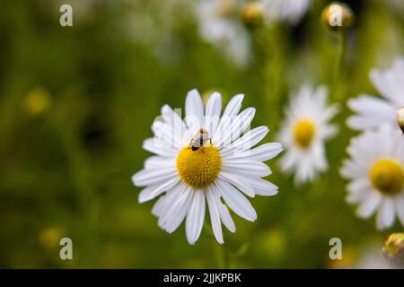 A closeup shot of bee sipping nectar from chamomile flower Stock Photo