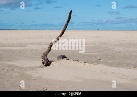 A lonely wood snag on the beach Stock Photo