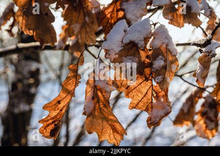 Oak tree leaves during winter in Poland Stock Photo