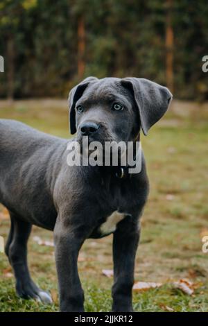 A closeup shot of a cane corso puppy standing on grass with blurred trees background Stock Photo