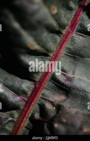 A macro shot of green leaf texture Stock Photo
